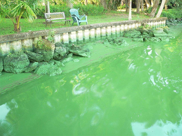 The (sludgy) greening: Florida's polluted Caloosahatchee River. Courtesy of Sierra Club Florida.