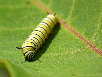 A monarch caterpillar lounges on a milkweed leaf. : Dave Gavoni/Flickr