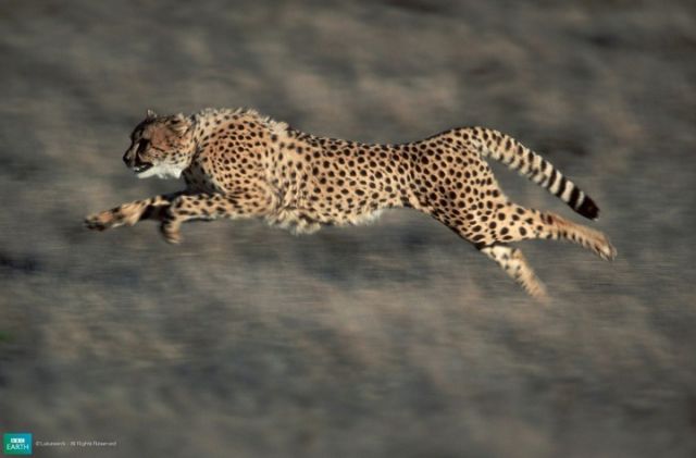 SCIplanet - Athletic by Nature (1): Cheetahs Are Faster than Ferrari