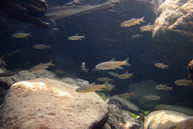 Coho salmon juveniles John McMillan | NOAA via Flickr