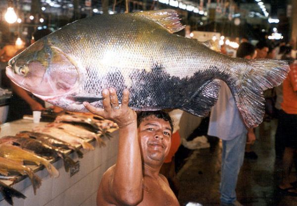 Amazonion tambaqui fish (Colossoma macropomum). Credit: Thorke Østergaard via Wikimedia Commons.