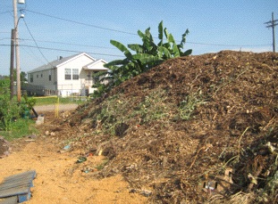 Grassroots: Students at the Bair School grow okra, melons, and bananas (Photo: Tim Murphy).