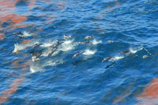 Dolphins jumping through oily water from BP's Deepwater Horizon blowout, Gulf of Mexico, July 2010.: NOAA.