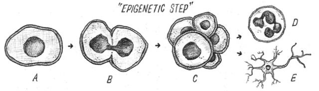FIGURE 1: Epigenetic Step: A single cell. Illustrations by Joe Kloc