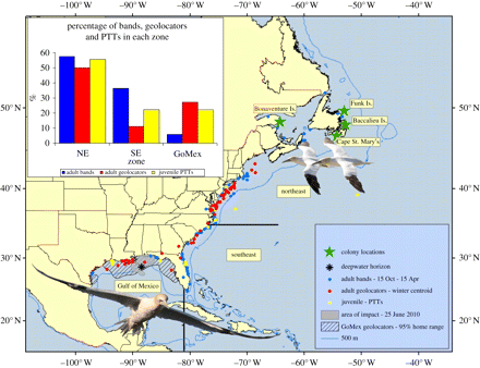 Winter positions of northern gannets from 4 of 6 North American colonies, where adults and chicks were banded and adults and juveniles tracked. Mean winter (Jan–Feb) positions from adults carrying GLS (2004–2010) and final positions from 18 juveniles with: Credit: William Montevecchi, et al. Biology Letters. DOI: 10.1098/rsbl.2011.0880.