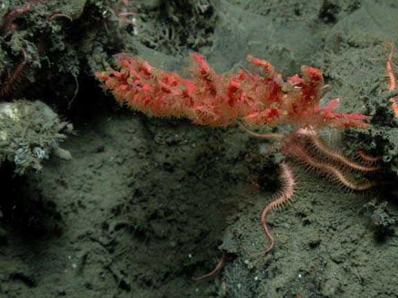 A deep-water gorgonian coral. Image courtesy of Sanctuary Quest 2002, NOAA/OER.