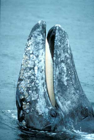 Gray whale. Photo by Jim Borrowman, Straitwatch, courtesy NOAA.