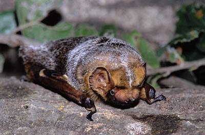 Hoary bat. Credit: William Leonard, NPS.