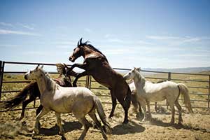 Extremely skittish, recently captured mustangs show the challenge the inmates face.