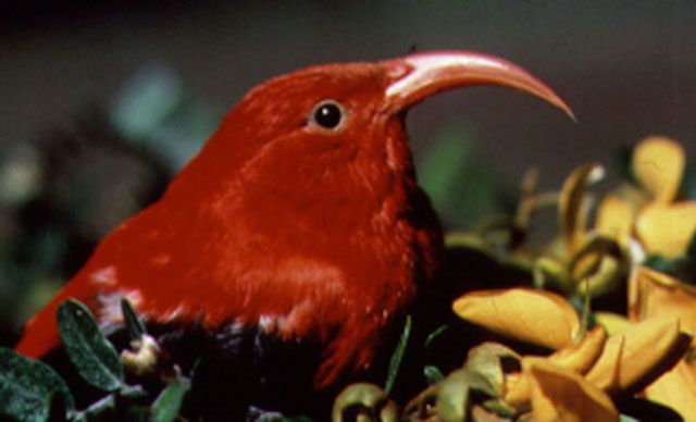 ?I?iwi, or scarlet Hawaiian honeycreeper, Vestiaria coccinea.: Credit: Paul Banko, NPS.