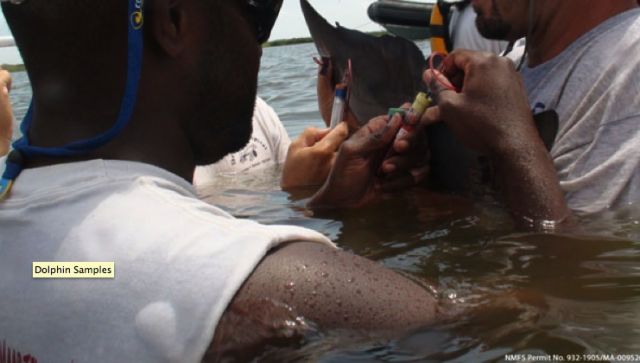 Researchers working with severely ill dolphins off Louisiana: NOAA.