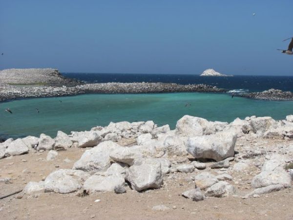 Isla Rasa, Mexico. Photo ©Julia Whitty