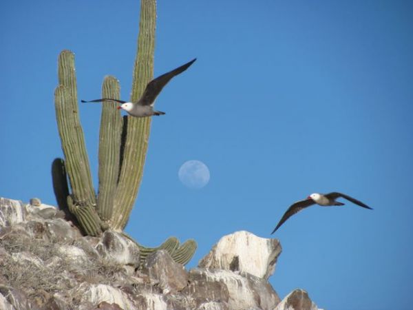 Heermann's gulls and a cardón cactus, both endemic to the Gulf of California and the Baja Peninsula. Photo © Julia Whitty.