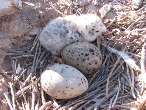 Heermann's gull chick and eggs. Photo ©Julia Whitty.