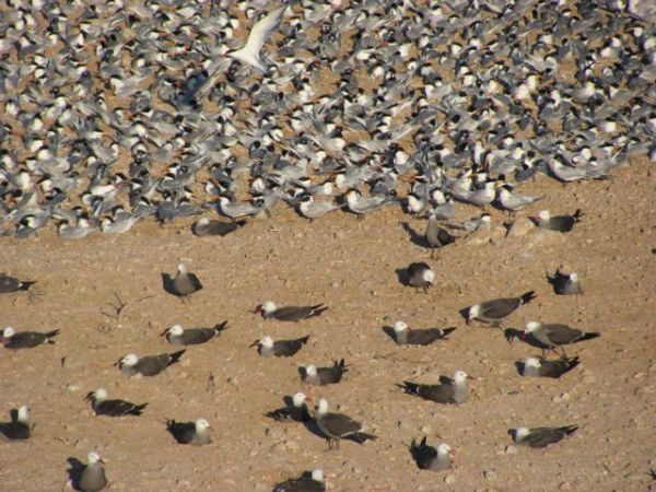 Heermann's gulls and elegant terns, Isla Rasa, Mexico. Photo ©Julia Whitty.