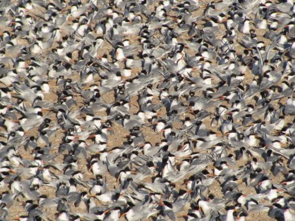 Elegant terns, Isla Rasa, Mexico. Photo © Julia Whitty.