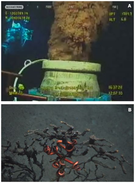 Deepwater Horizon oil slick in the Gulf of Mexico, 2010. (Top) photo of the oil being discharged in the water column; (Bottom) a coral in the deep Gulf of Mexico, with attached ophiuroid, covered with oil. Credit: Lophelia II 2010, NOAA OER and BOEMRE.