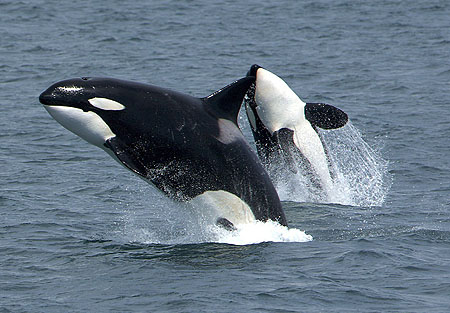 Killer whales. Photo by Pittman, courtesy NOAA, via Wikimedia Commons.