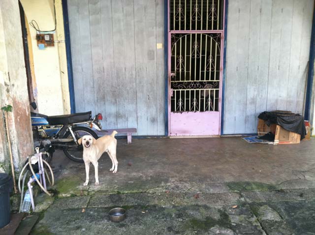 A dog I met in a village near Bukit Merah. He's smiling!