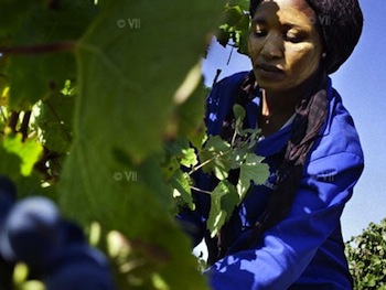 A farm worker collects grapes during harvest time in South Africa's wine country. : Marcus Bleasdale/Human Rights Watch