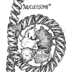 FIGURE 1: Nucleosome: DNA coils around proteins called histones, forming a nucleosome. Illustration by Joe Kloc