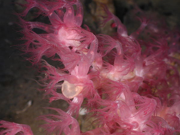 Macro image of tiny octocorals at 1,500meters/4,921 feet in the Gulf of Mexico depth. Credit: Courtesy of Aquapix and Expedition to the Deep Slope 2007, NOAA-OE.