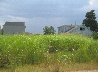 Overgrown: (Photo: Tim Murphy)