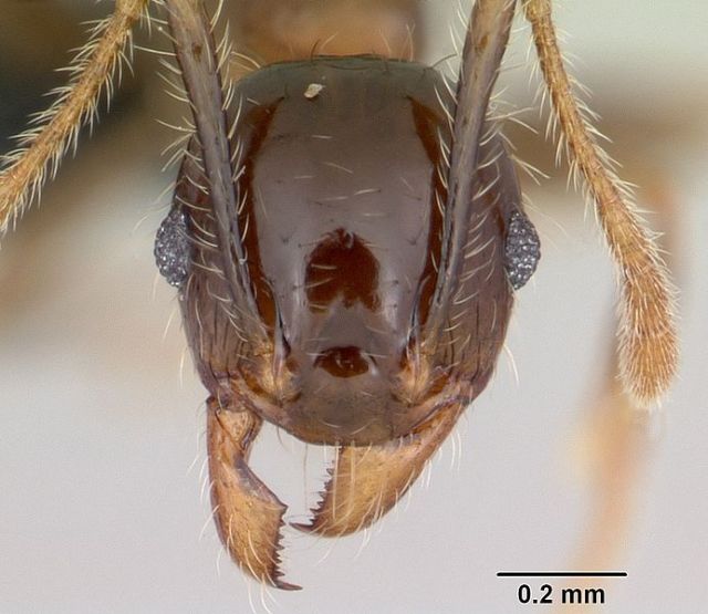 Big-headed ant (Pheidole megacephala): April Nobile / © AntWeb.org / CC-BY-SA-3.0 via Wikimedia Commons.