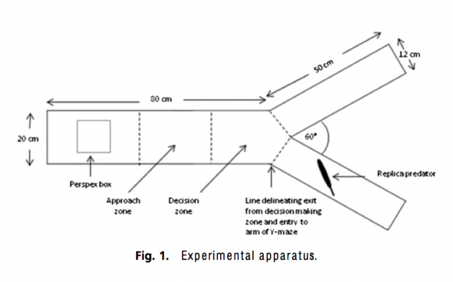 Credit: PNAS DOI:10.1073/pnas.1007102108