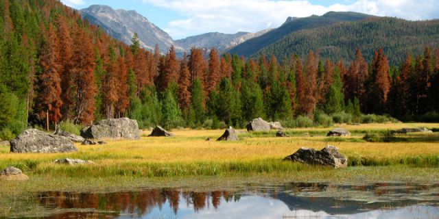 Standing dead trees—pine beetle damage—in a patch of forest in the mountains near Granby, Colorado. Warmer winters are allowing the destructive insect to thrive. The pine beetle has infested 1.5 million acres of lodgepole pine in Colorado. Credit: NOAA.