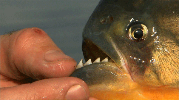 piranha fish eat human