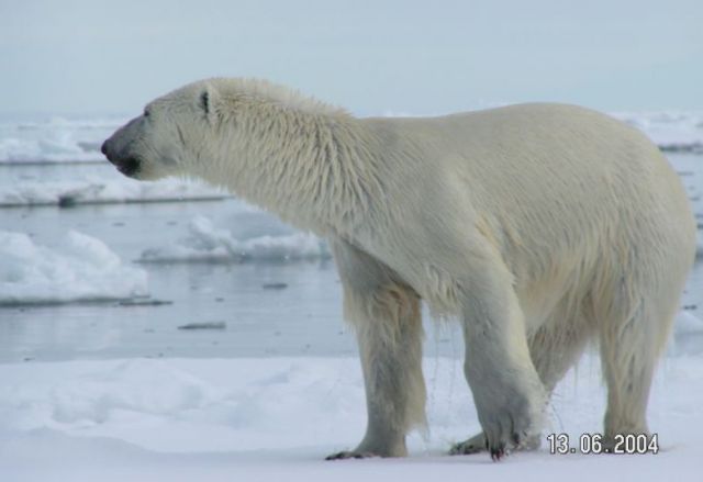 Polar bear. Photo courtesy Wikimedia Commons.