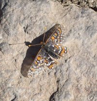 Quino checkerspot butterfly. Photo courtesy the US Fish & Wildlife Service.