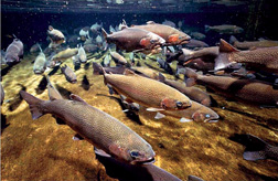 Salmon spawning in the Hanford Reach of the Columbia River, at the site of 30 years of radioactive releases. Credit: US Department of Energy, via Wikimedia Commons.