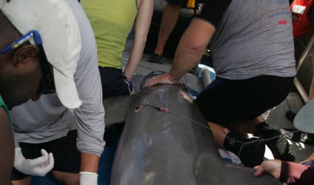 Veterinarians collect a urine sample from Y12, a 16-year-old adult male bottlenose dolphin caught near Grand Isle, LA. Y12’s health evaluation determined that he was significantly underweight, anemic, and had indications of liver and lung disease. After t: NOAA.