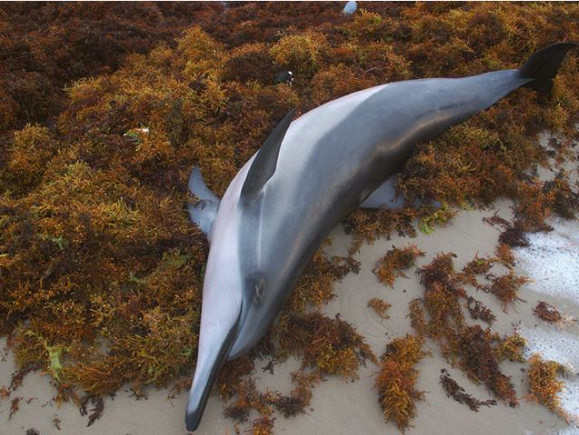 Stranded spinner dolphin.: Credit: qnr via Flickr.