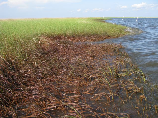 Oiled marshes, Barataria Bay, June 2010.: The Louisiana Universities Marine Consortium. Credit: ©Julia Whitty.