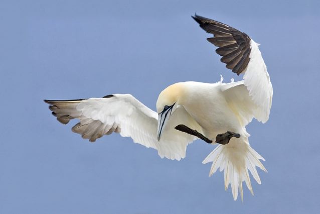 Northern gannet. : Credit: Alan D. Wilson via Wikimedia Commons.