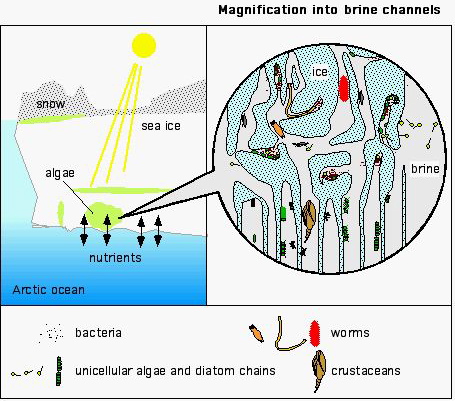 The sympagic ecosystem. Credit: Christopher Krembs, Jody Deming, University of Washington, courtesy of NOAA.