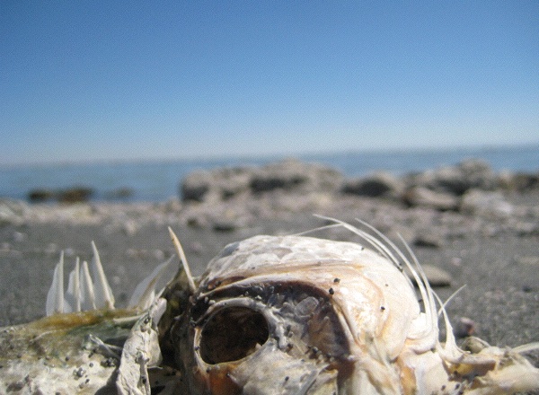 Another Palm Springs: The Salton Sea is not for everyone (Photo: Tim Murphy).