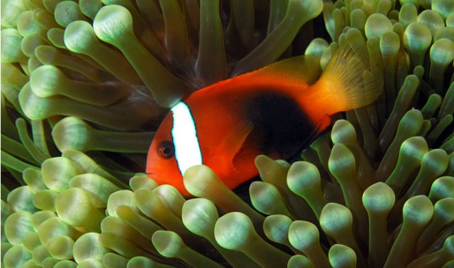 Cinnamon clownfish (Amphiprion melanopus): Nick Hobgood via Wikimedia Commons.