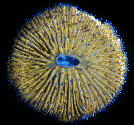 Close-up of live mushroom coral taken by James Nicholson of the Coral Culture and Collaborative Research Facility, South Carolina. This image took 13th place at the 2010 Nikon Small World 