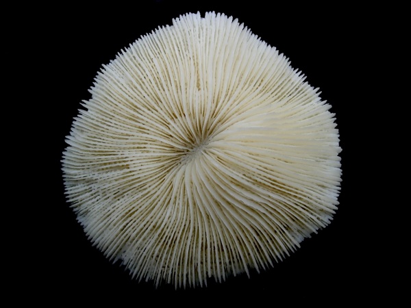 (Fungia fungia. Photo by Jon Zander, Digon3, courtesy Wikimedia Commons