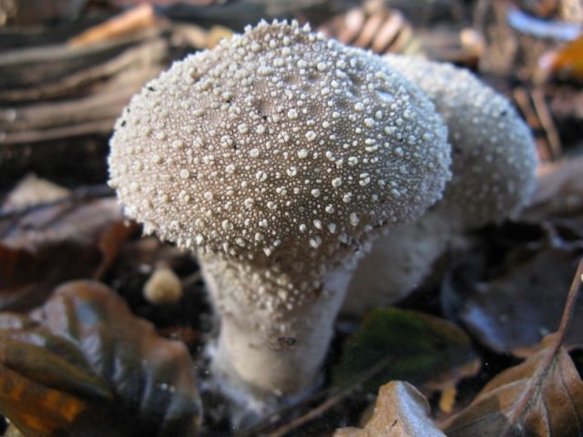 (Lycoperdon perlatum. Photo by Dohduhdah, courtesy Wikimedia Commons.)