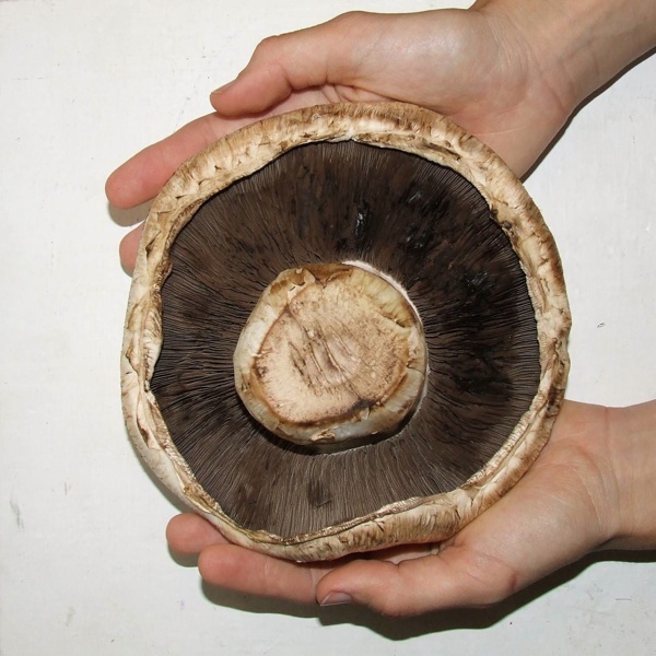  (Portobello mushroom, Agaricus bisporus. Photo by Chameleon, courtesy Wikiemdia Commons.)