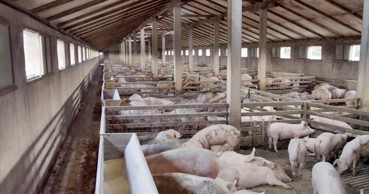 Pig Farms Can Control When You Get the Flu – Mother Jones