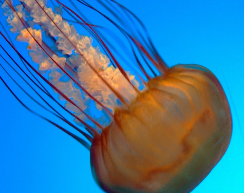 Gem of the Week Understanding Jellyfish Mother Jones