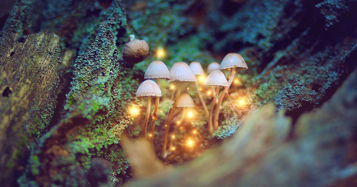 Keep Nature Wild - Shroom Forest