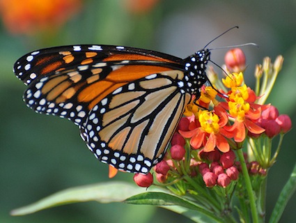 Researchers: GM Crops Are Killing Monarch Butterflies, After All ...