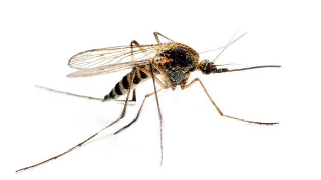 Scientists Want to Make a Malaria Resistant Mosquito 